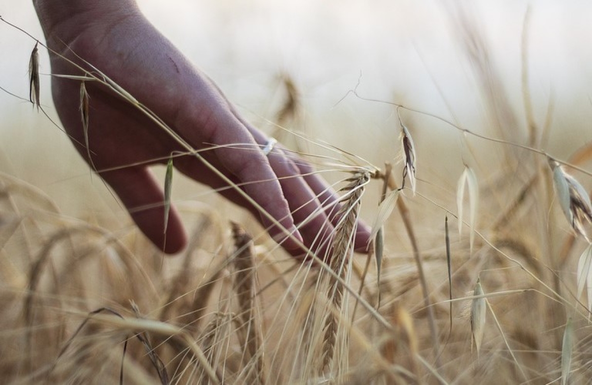 Έκθεση για τις επισιτιστικές κρίσεις