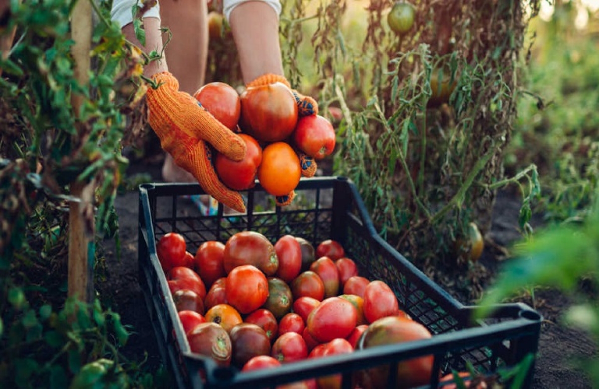 Βεβαίωση εγγραφής στο Μητρώο Αγροτών και Αγροτικών Εκμεταλλεύσεων