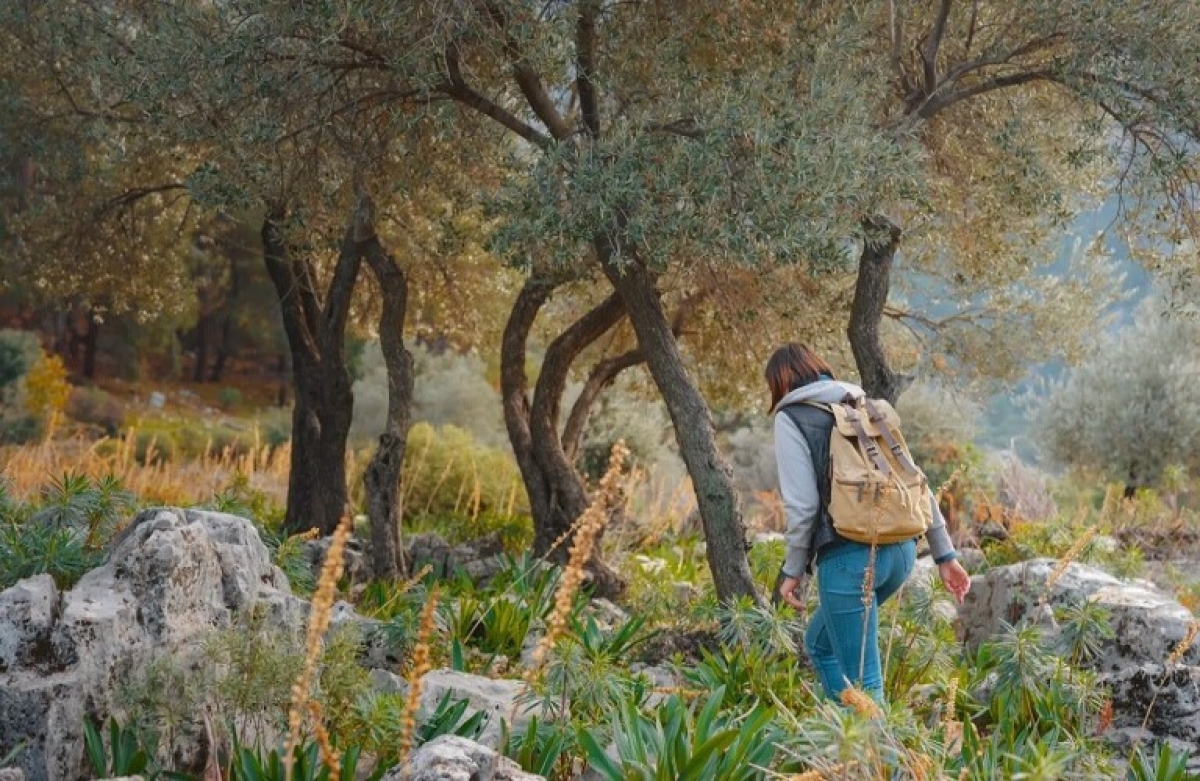 Ελαιοτουρισμός: Η νέα, κερδοφόρα μορφή τουρισμού