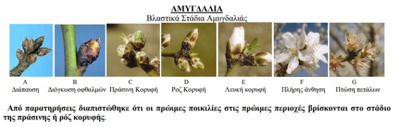 Αμυγδαλιά: αντιμετωπίστε τις ασθένειες της περιόδου