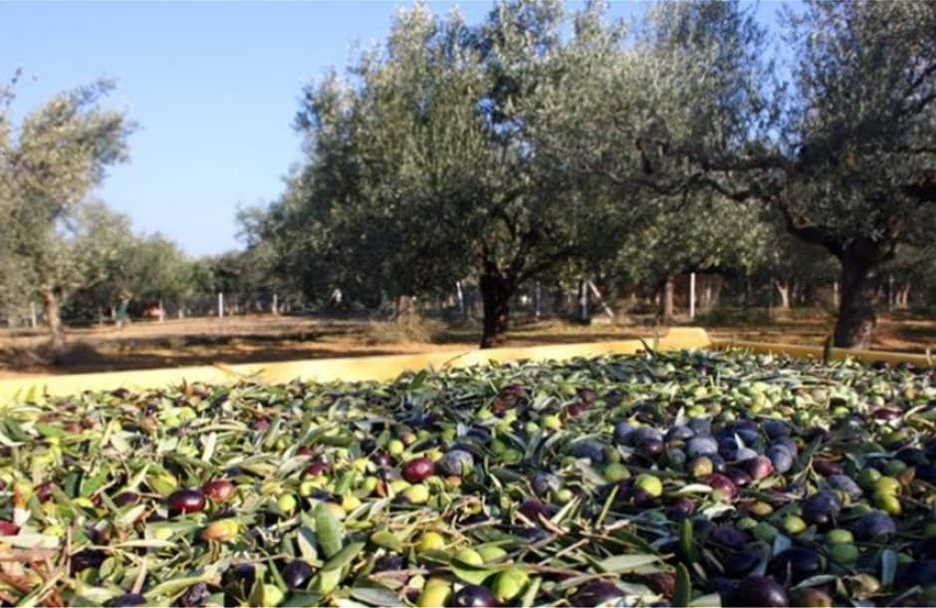 Αιτωλοακαρνανία: «36% μείωση παραγωγής ελαιόλαδου» – Ανησυχητικές οι προβλέψεις και για το 2025