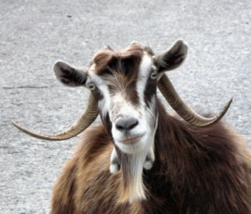 Το λεξικό των τσοπάνηδων