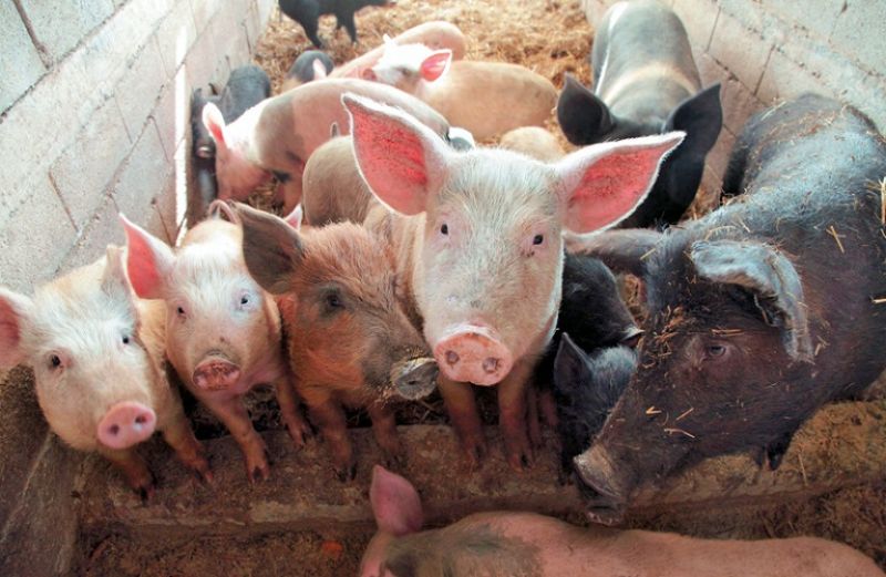 Εκδήλωση – ενημέρωση για την Αφρικανική Πανώλη των Χοίρων &amp; Μέτρα Βιοασφάλειας