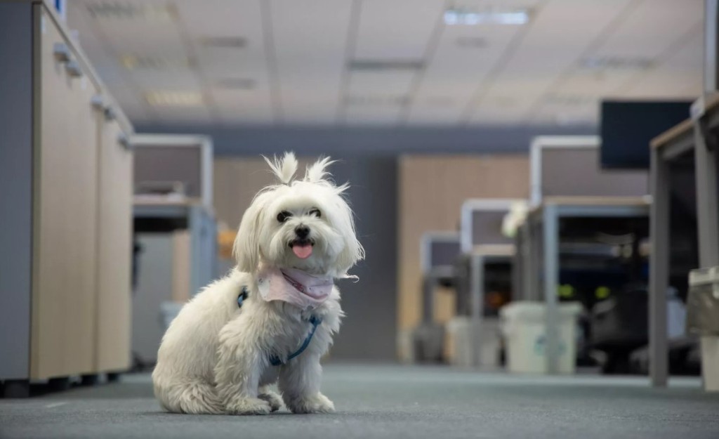 Σε αυτή την εταιρία στην Ελλάδα οι εργαζόμενοι δουλεύουν μαζί με τα κατοικίδιά τους