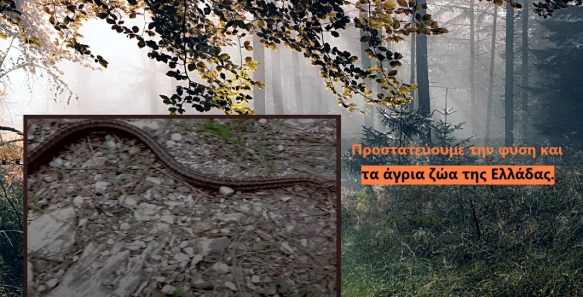 Όλη η αλήθεια για τα φίδια της Ελλάδας από την Ελληνική Ερπετολογική Εταιρεία