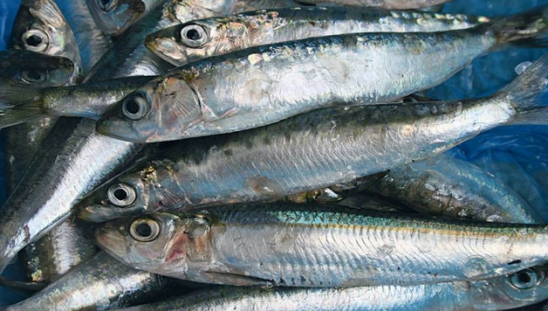 Η διατροφική μαγεία της σαρδέλας - Δείτε τα οφέλη της!