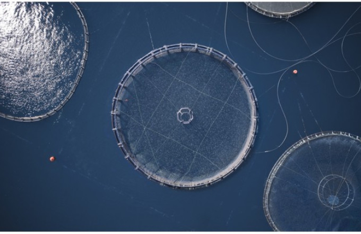 Οι δεξιότητες στις Ιχθυοκαλλιέργειες: Ένα online εργαλείο ιεράρχησής τους από το Πανεπιστήμιο Πελοποννήσου