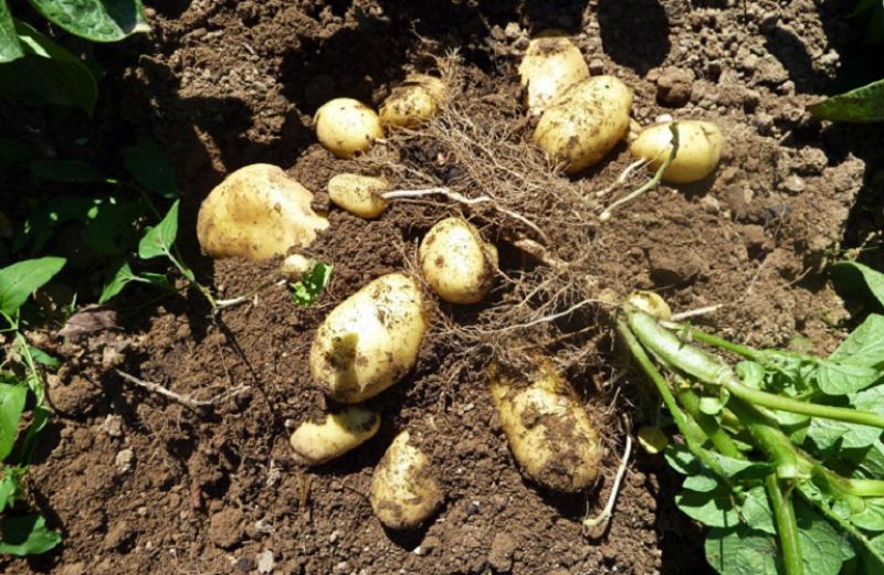 Γεωργικές προειδοποιήσεις για τις πατατοφυτείες