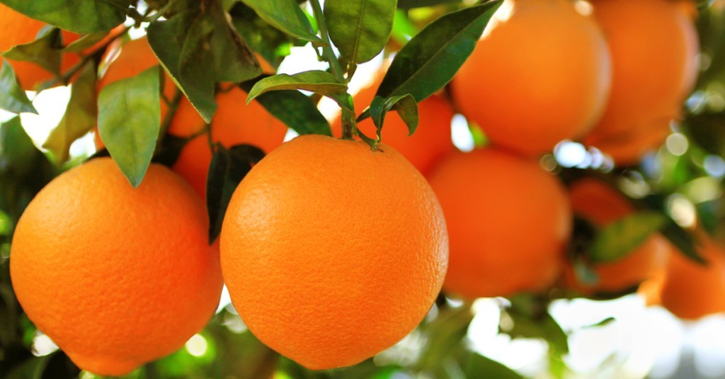 Αγρίνιο – Πορτοκάλια Καλυβίων: «Όνομα – εισιτήριο» – Σαρώνει στη διεθνή αγορά για την ποιότητα