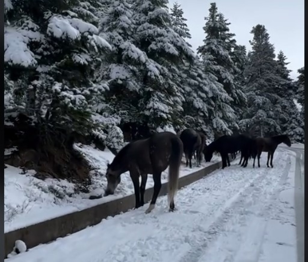 Ορεινή Ναυπακτία: Άγρια άλογα σε «αλπικό τοπίο»!