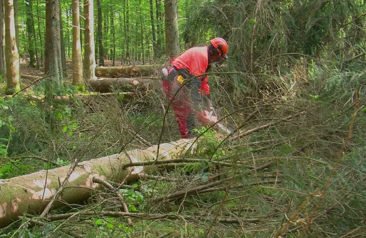 500 προσλήψεις μόνιμου προσωπικού στις δασικές υπηρεσίες