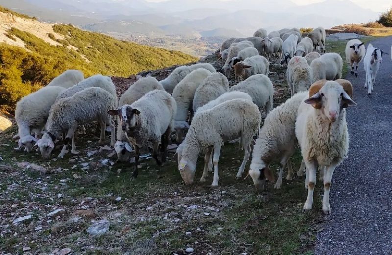 Εξισωτική Αποζημίωση: έρχεται η προκήρυξη – όσα θα ισχύσουν