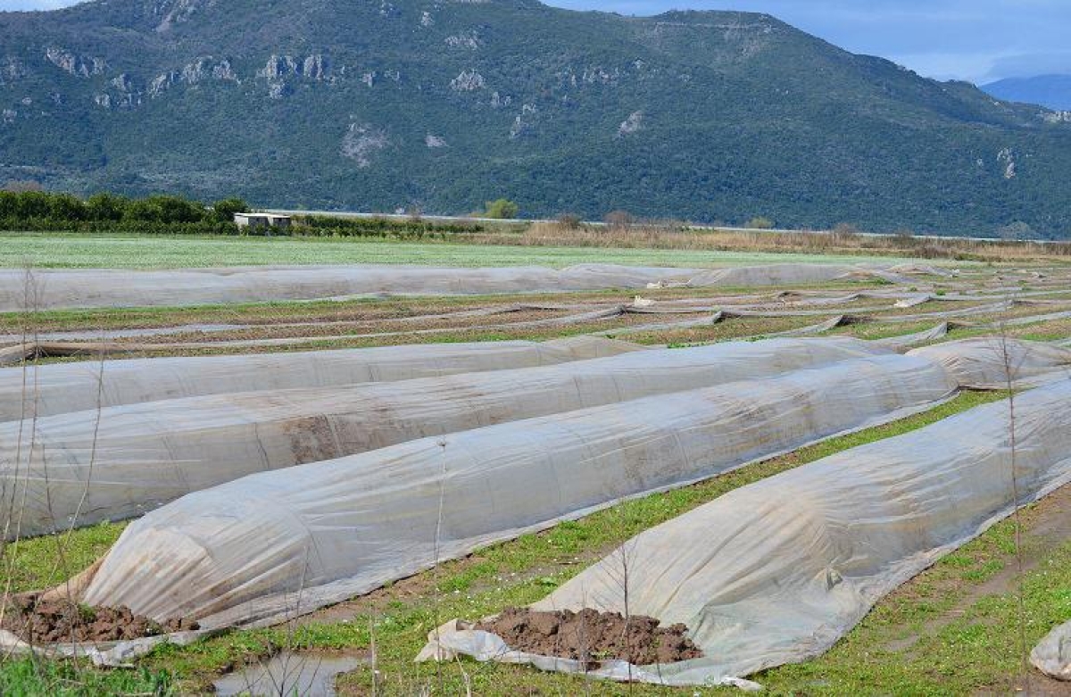 Ομάδες Παραγωγών: πως να δημιουργήσετε ένα Επιχειρησιακό Πρόγραμμα