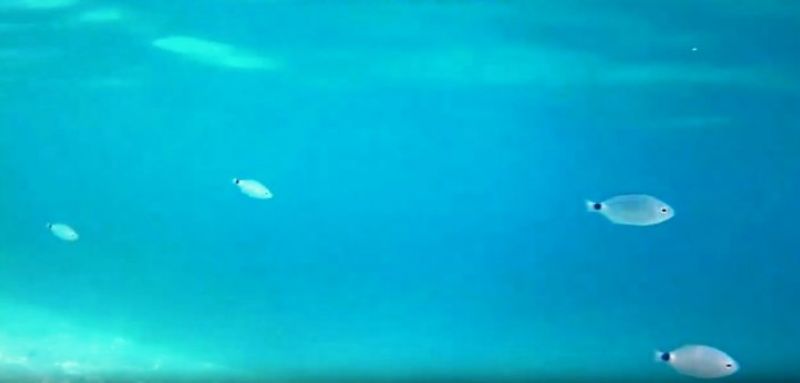 Βαθυαβάλι: Ο ξεχωριστός… βυθός του! (βίντεο)