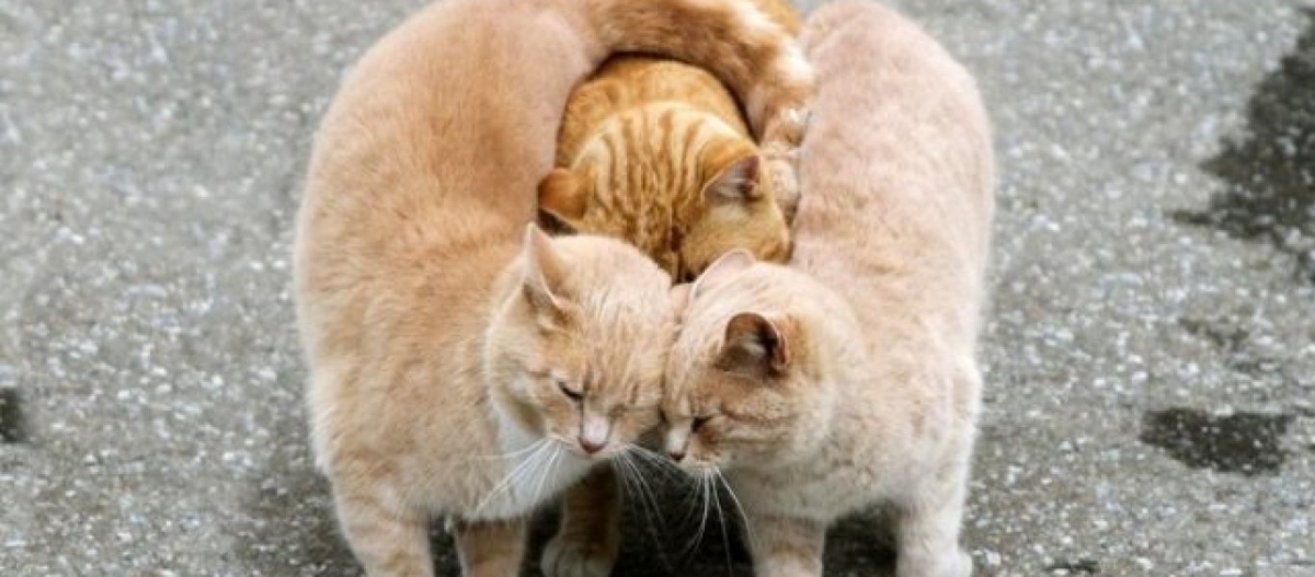 Μπορούν τα ζώα να ερωτευθούν όπως και οι άνθρωποι