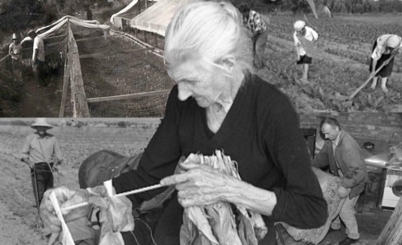 «Μάνα μου καπνοφύτισσα»: Ο ύμνος των καπνοκαλλιεργητών του Αγρινίου