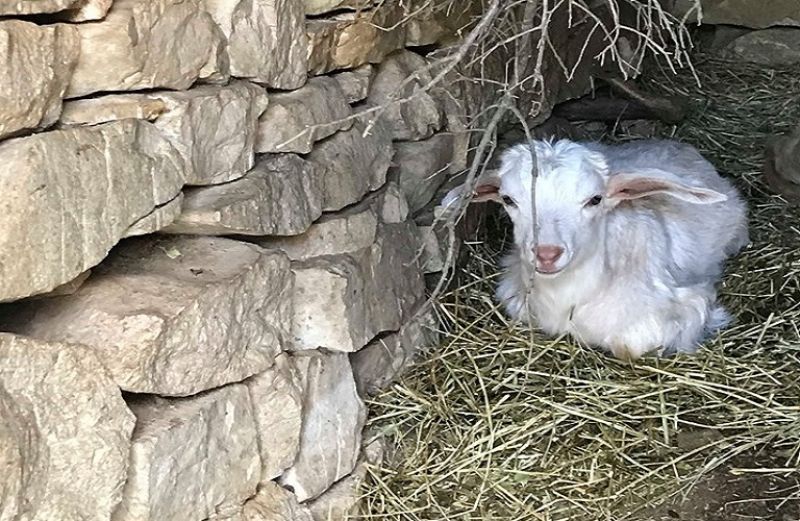 Βιολογική Κτηνοτροφία: μέχρι 17 Μαΐου οι αιτήσεις ένταξης