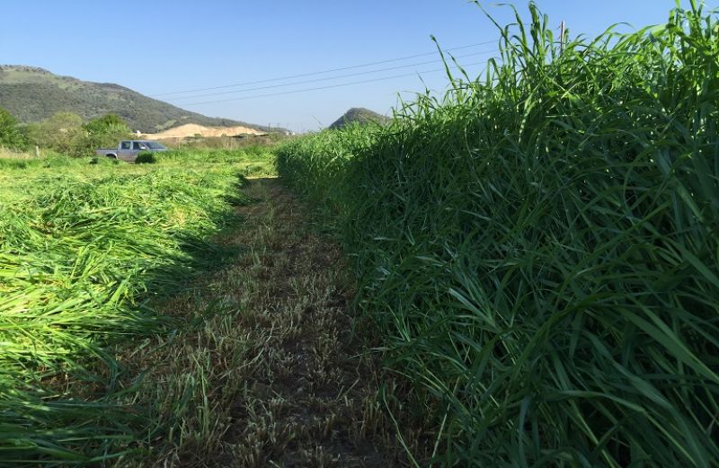 Οι Συνδεδεμένες Ενισχύσεις για το 2018