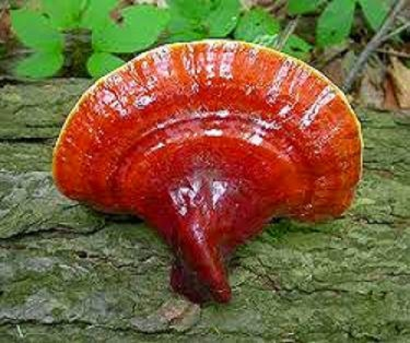 Γανόδερμα: Το μανιτάρι που καταπολεμά &amp; προλαμβάνει τον καρκίνο