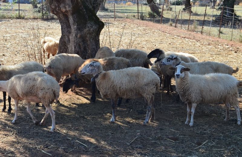 ΝΕΑ ΠΑΣΕΓΕΣ: Σώστε την ελληνική κτηνοτροφία