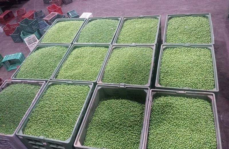 Τιμοκατάλογος παραλαβής για τις πράσινες και τις ξανθές ελιές