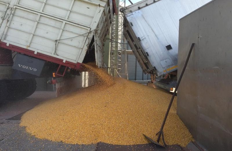 Ξεκινά η παραλαβή καλαμποκιού από την Ένωση Αγρινίου