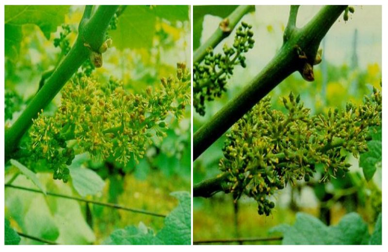 Ασθένειες στο αμπέλι: Πώς να τις αντιμετωπίσετε