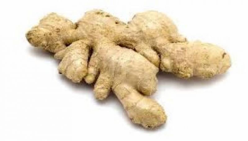 Αυτή είναι η «ρίζα» της ζωής: Οι αρχαίοι το θεωρούσαν φάρμακο για όλες τις ασθένειες!