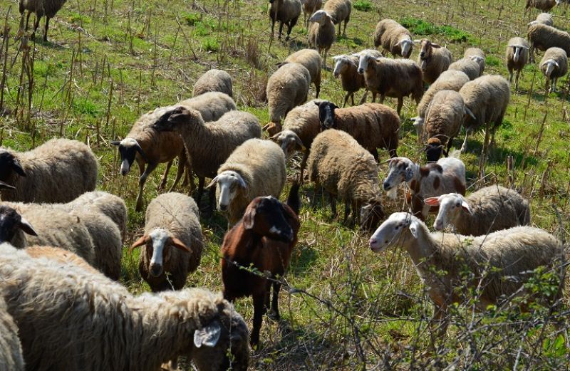 Εξισωτική Αποζημίωση 2018: ποιοι εγκρίθηκαν και ποιοι απορρίφθηκαν