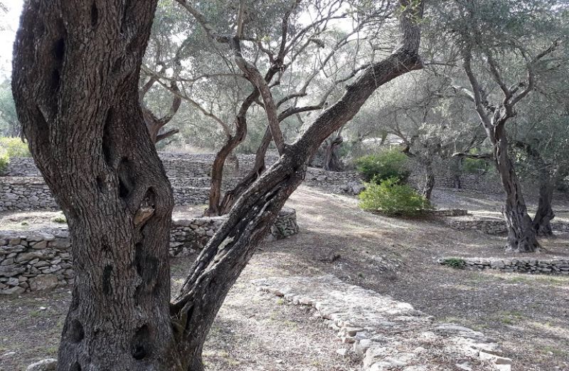 Γλοιοσπόριο και το Κυκλοκόνιο: συμβουλές για την αντιμετώπισή τους