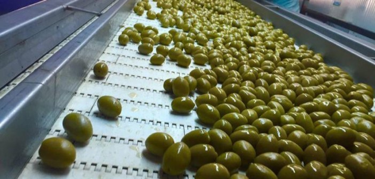 Αγροτικός Συνεταιρισμός Καινούργιου: «Πλώρη» για εργοστάσιο μεταποίησης και αποθήκευσης ελιάς