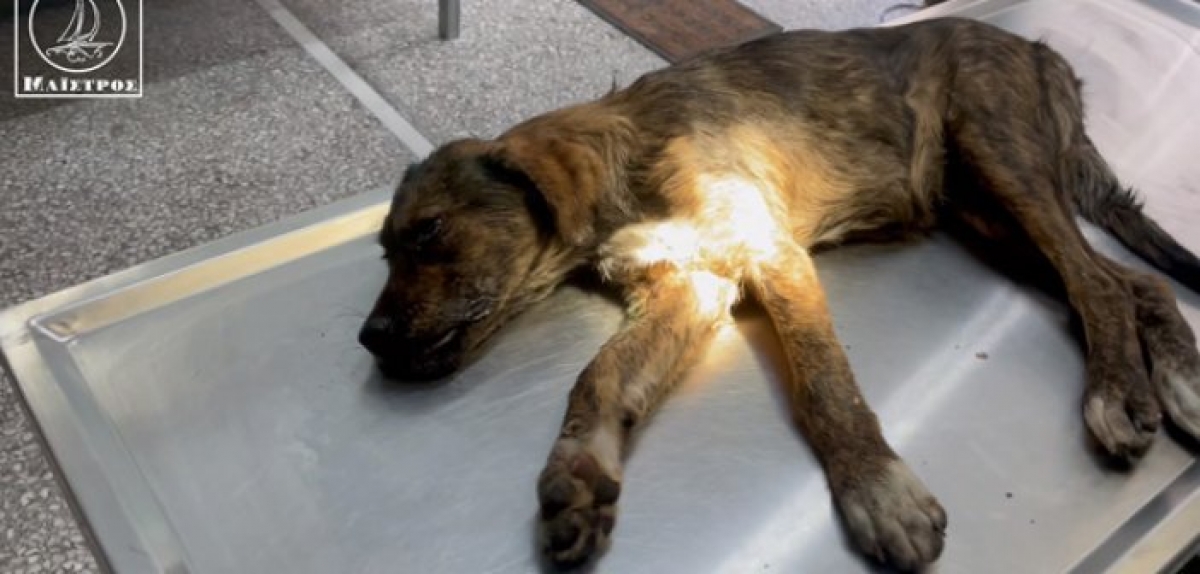 Αμφιλοχία: Διερχόμενος οδηγός φροντίζει αδέσποτο σκύλο μετά από τροχαίο (βίντεο)