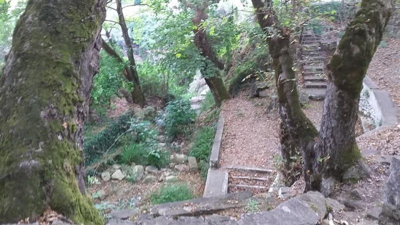 Τα πλατάνια ως αιτία της σημερινής θέσης του Αγρινίου. Που απέμειναν και πως μπορούν να αξιοποιηθούν;