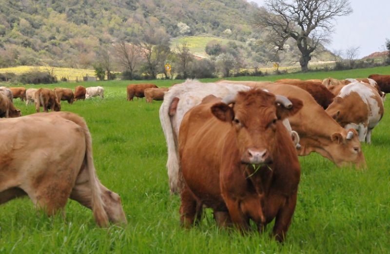 Πρόγραμμα Επιτήρησης, Ελέγχου και Εξάλειψης της Σπογγώδους Εγκεφαλοπάθειας των Βοοειδών
