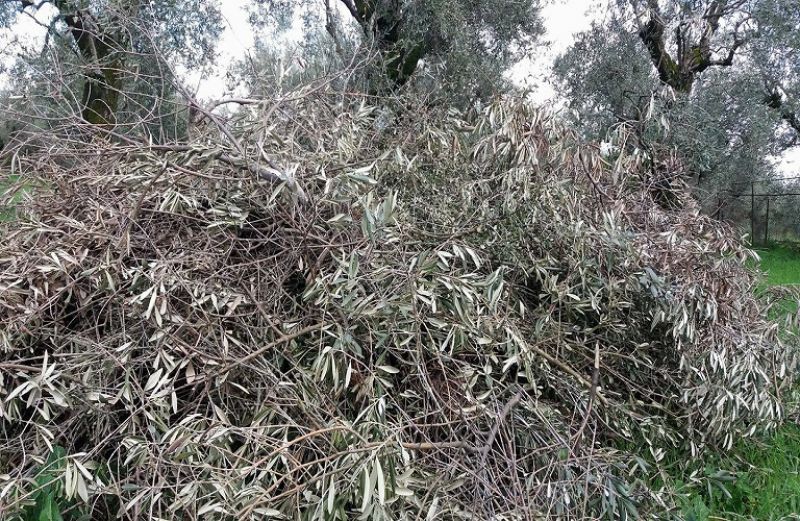 Επιδεικτική δράση διαχείρισης κλαδεμάτων από την Ένωση Αγρινίου