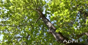 Ένα εκπληκτικό βίντεο με θέμα τον Απρίλιο