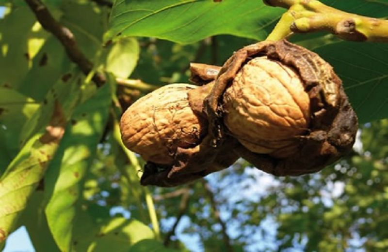 Καρπόκαψα καρυδιάς: αντιμετώπιση