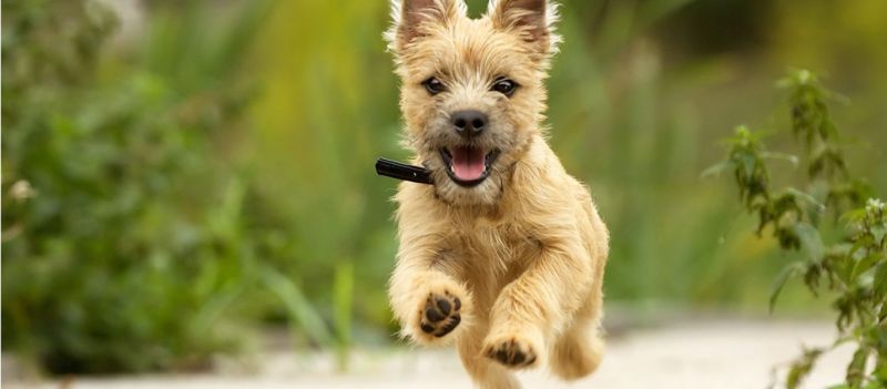 Το γνωρίζατε; - Δείτε πως μας δείχνουν τα ζώα ότι θα γίνει σεισμός