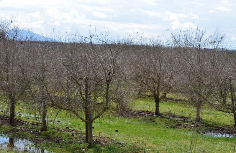 Εγκρίθηκαν de minimis για ροδάκινα, νεκταρίνια, καπνό και αμύγδαλα