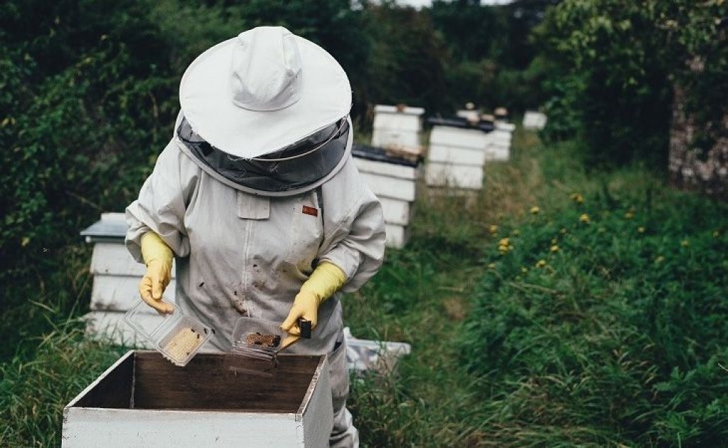 Νέο επιδοτούμενο πρόγραμμα κατάρτισης ανέργων της ΔΥΠΑ στη μελισσοκομία