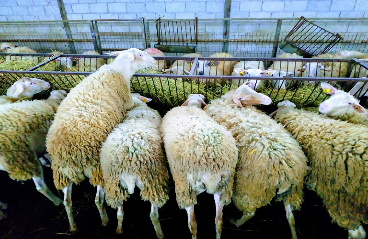 Μέτρο 22: απόφαση ένταξης αιτήσεων - προς πληρωμή 3,27 εκατ. ευρώ