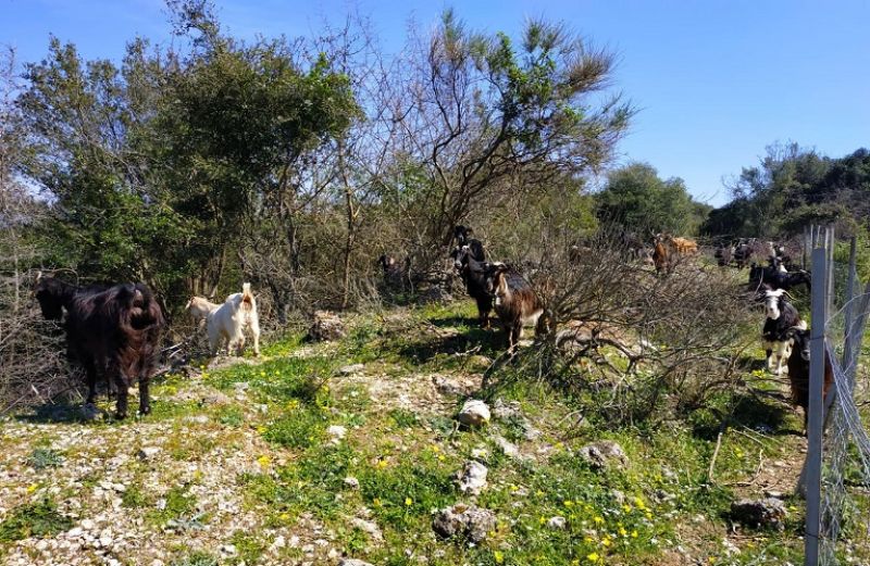 Πληρωμές ΟΠΕΚΕΠΕ σε 152 δικαιούχους