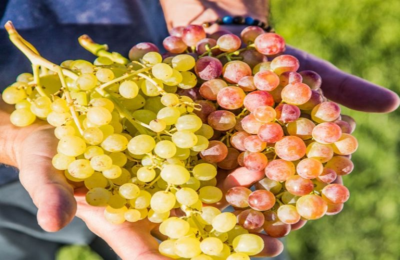 Δηλώσεις Συγκομιδής: νέα συμπληρωματική εγκύκλιος