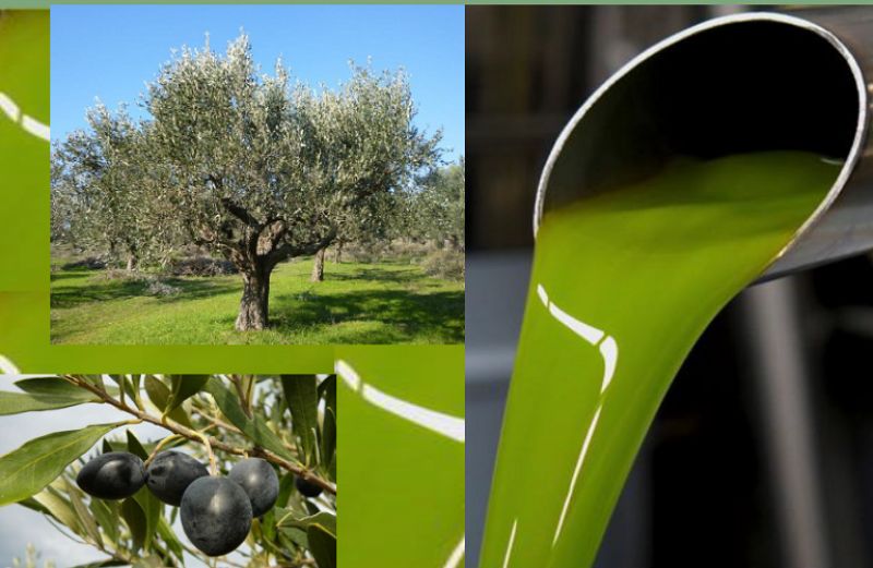 Τι αλλάζει στα προγράμματα Ελαιουργικών Φορέων