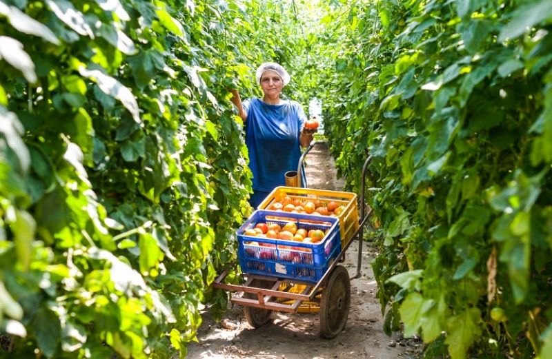 Συνεχίζεται η παραλαβή αιτήσεων ΦΠΑ αγροτών