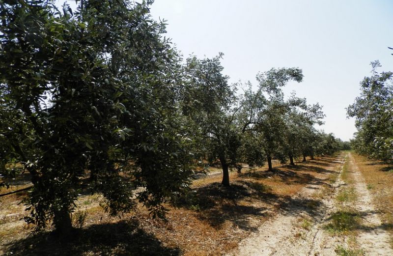 Προστασία στις ελιές για Λεκάνιο και Μαργαρώνια