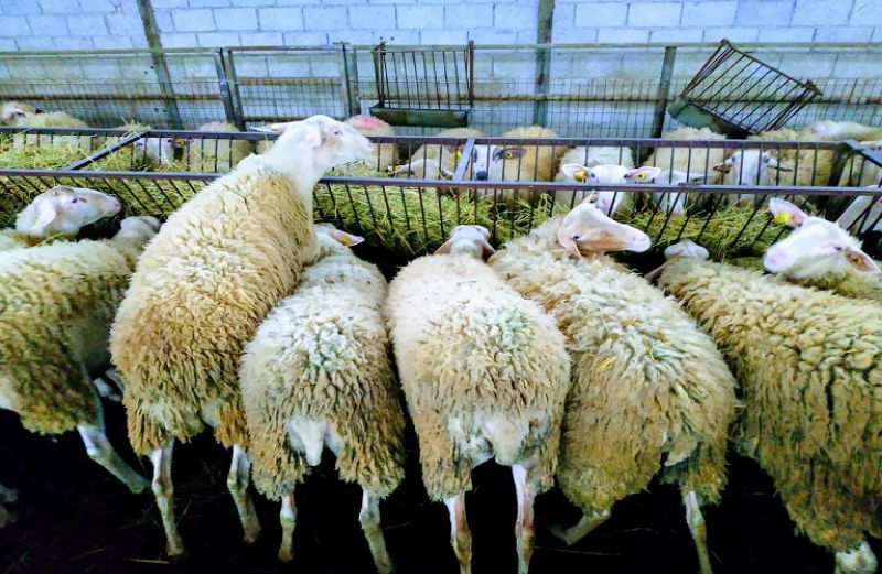 Ενημέρωση για τη λοιμώδη αγαλαξία των αιγοπροβάτων