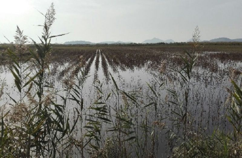 Πληρωμές ενισχύσεων και αποζημιώσεων ανακοίνωσε ο ΕΛΓΑ