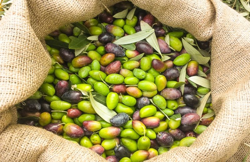 Οι τιμές αγοράς ελιών Καλαμών