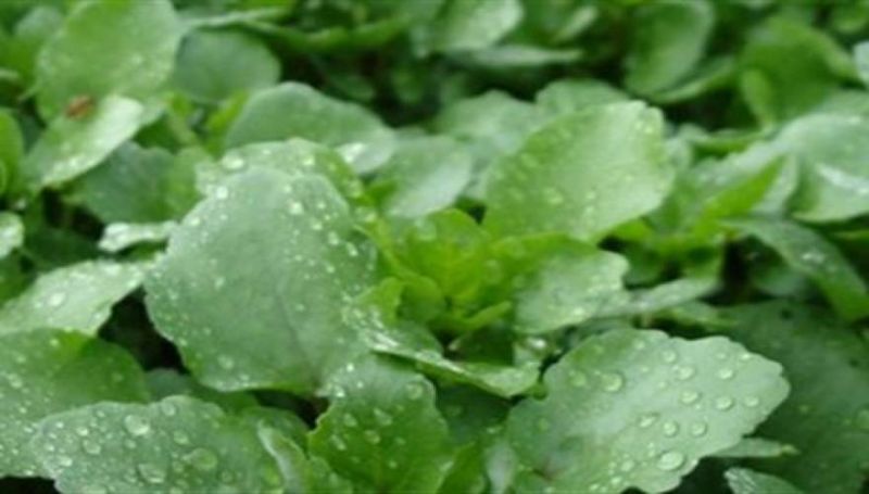 Είναι το πιο υγιεινό λαχανικό στον κόσμο και... δεν το τρώει κανείς!- Φοβερά τα οφέλη του...